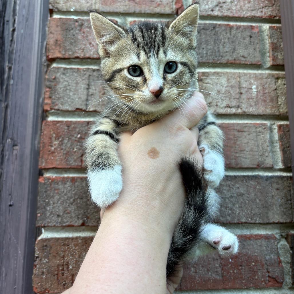Enlarge Nerys (Catahoula Leopard Cat), a Adoptable Domestic Medium Hair in Clarksville, TN image 5/6