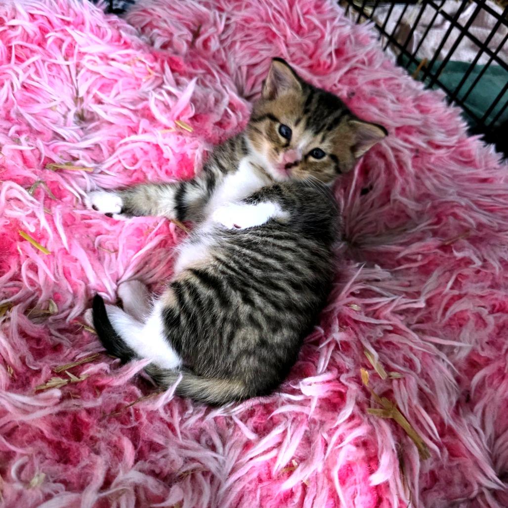 Enlarge Nerys (Catahoula Leopard Cat), a Adoptable Domestic Medium Hair in Clarksville, TN image 6/6
