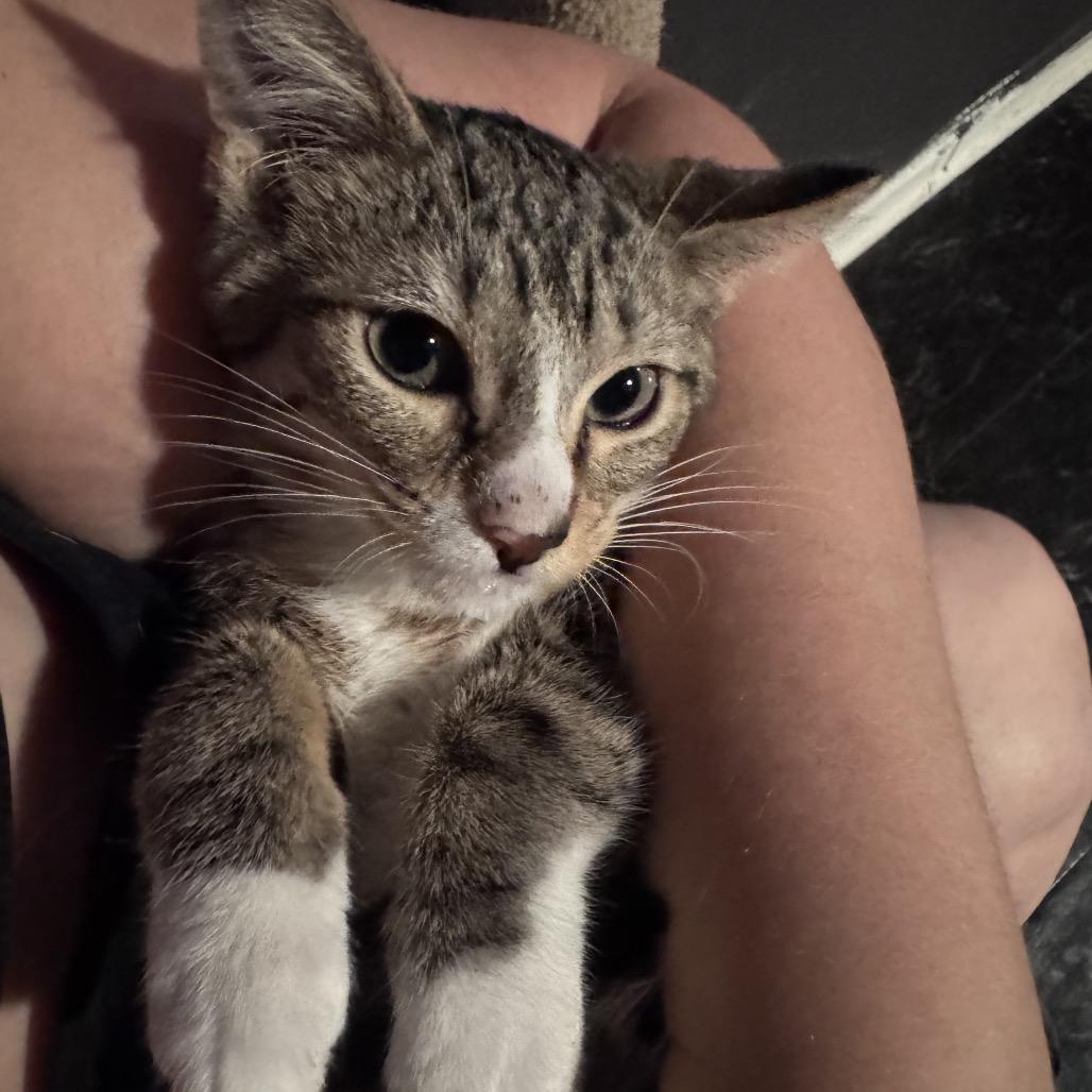 Enlarge Nerys (Catahoula Leopard Cat), a Adoptable Domestic Medium Hair in Clarksville, TN image 4/6