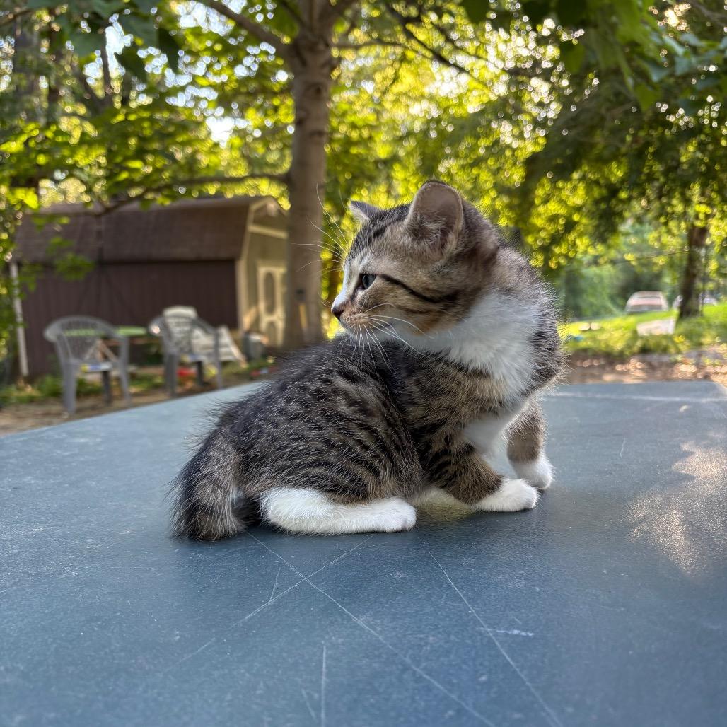 Enlarge Nerys (Catahoula Leopard Cat), a Adoptable Domestic Medium Hair in Clarksville, TN image 5/6