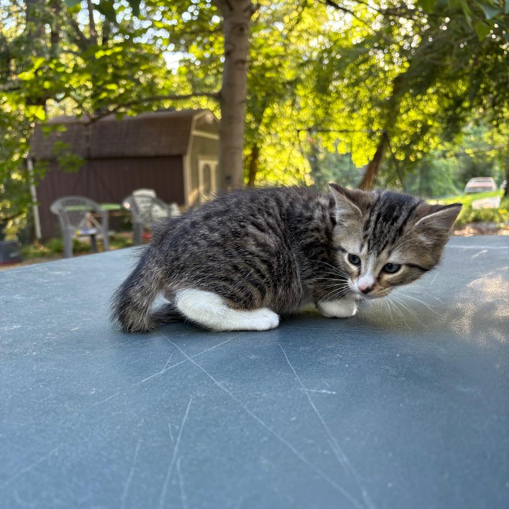 Enlarge Nerys (Catahoula Leopard Cat), a Adoptable Domestic Medium Hair in Clarksville, TN image 6/6