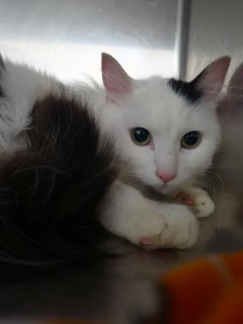 Bo Cieves, Adoptable, Adult Male Domestic Short Hair.