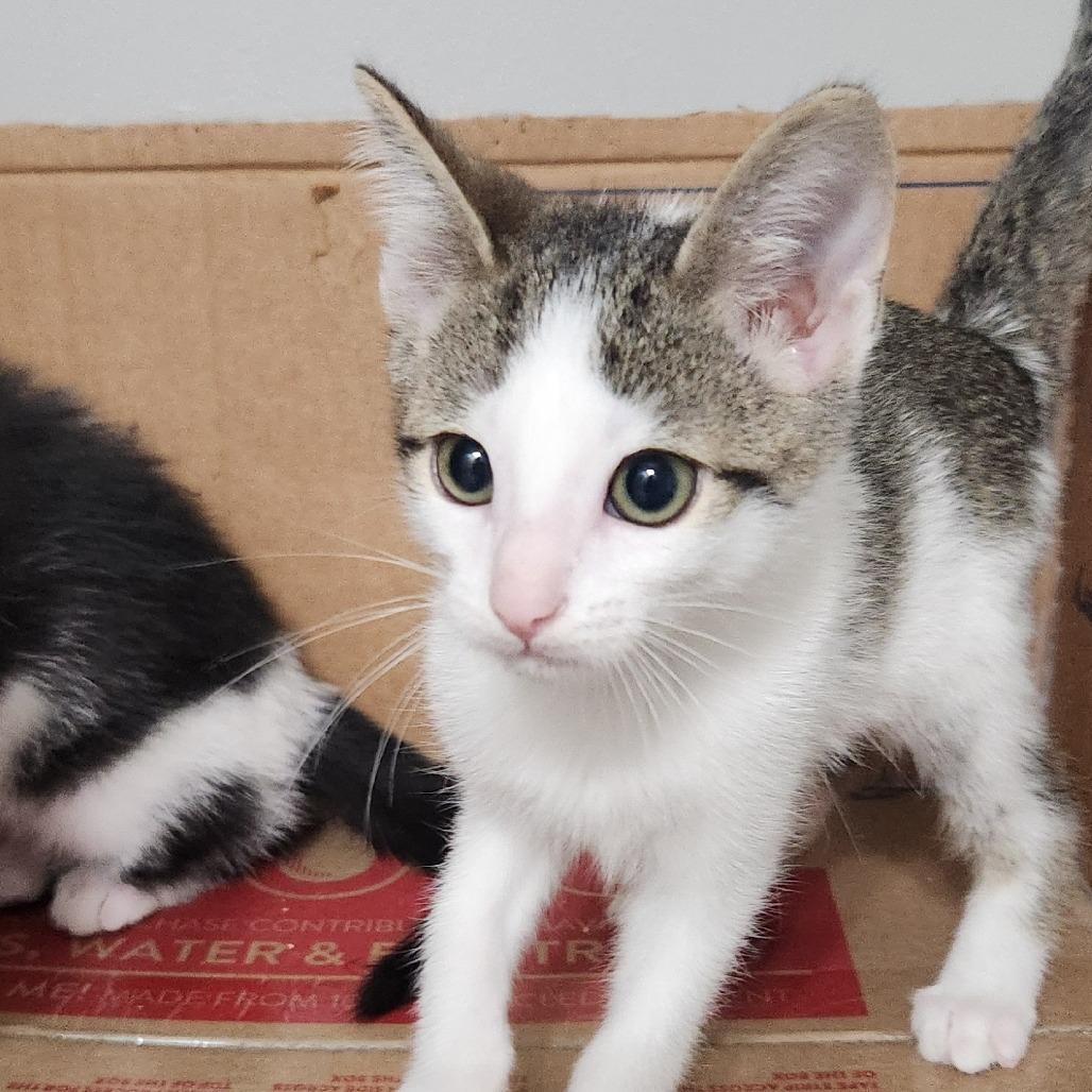 Josh, Adoptable, Kitten Male Domestic Short Hair.