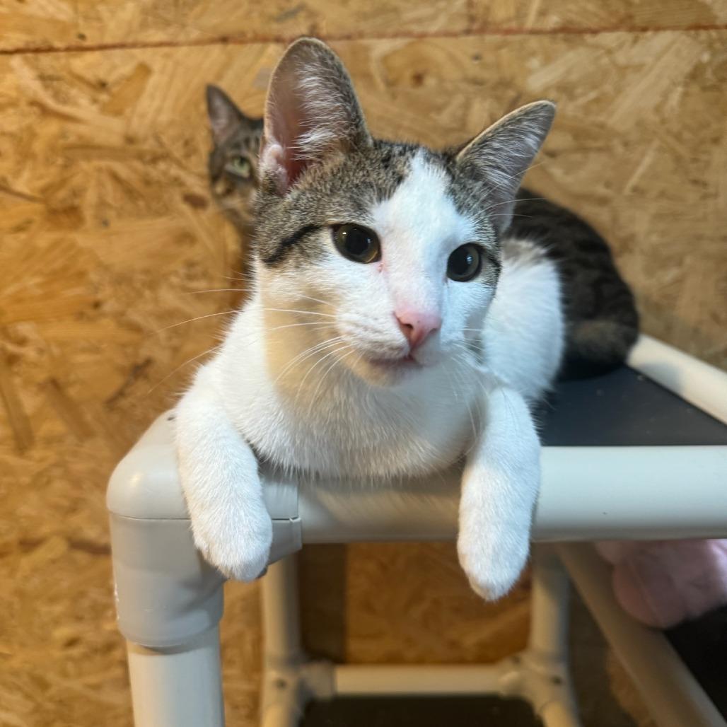 Enlarge Josh, a Adoptable Domestic Short Hair in Tanner, AL image 2/2