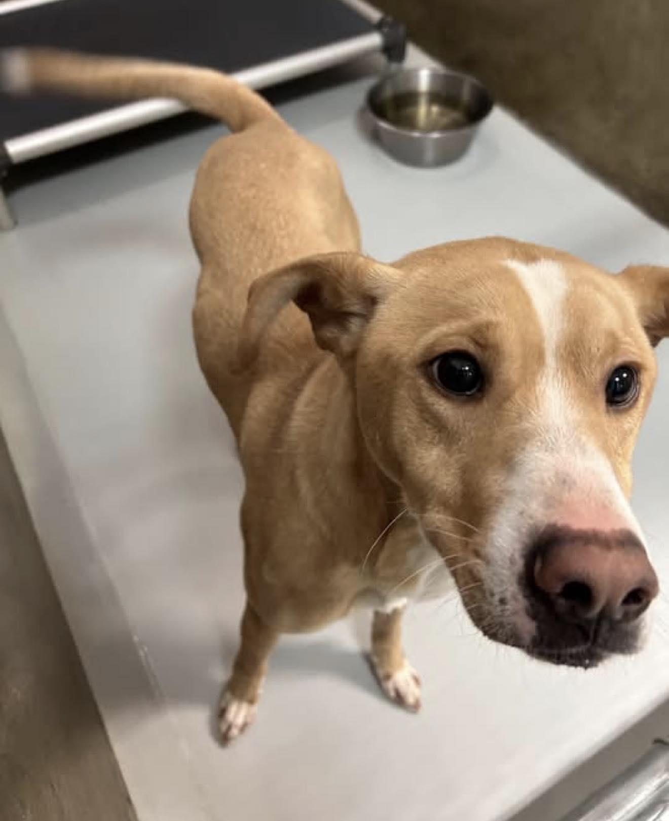 Tucker, ADOPTABLE, Adult Male Mixed Breed.