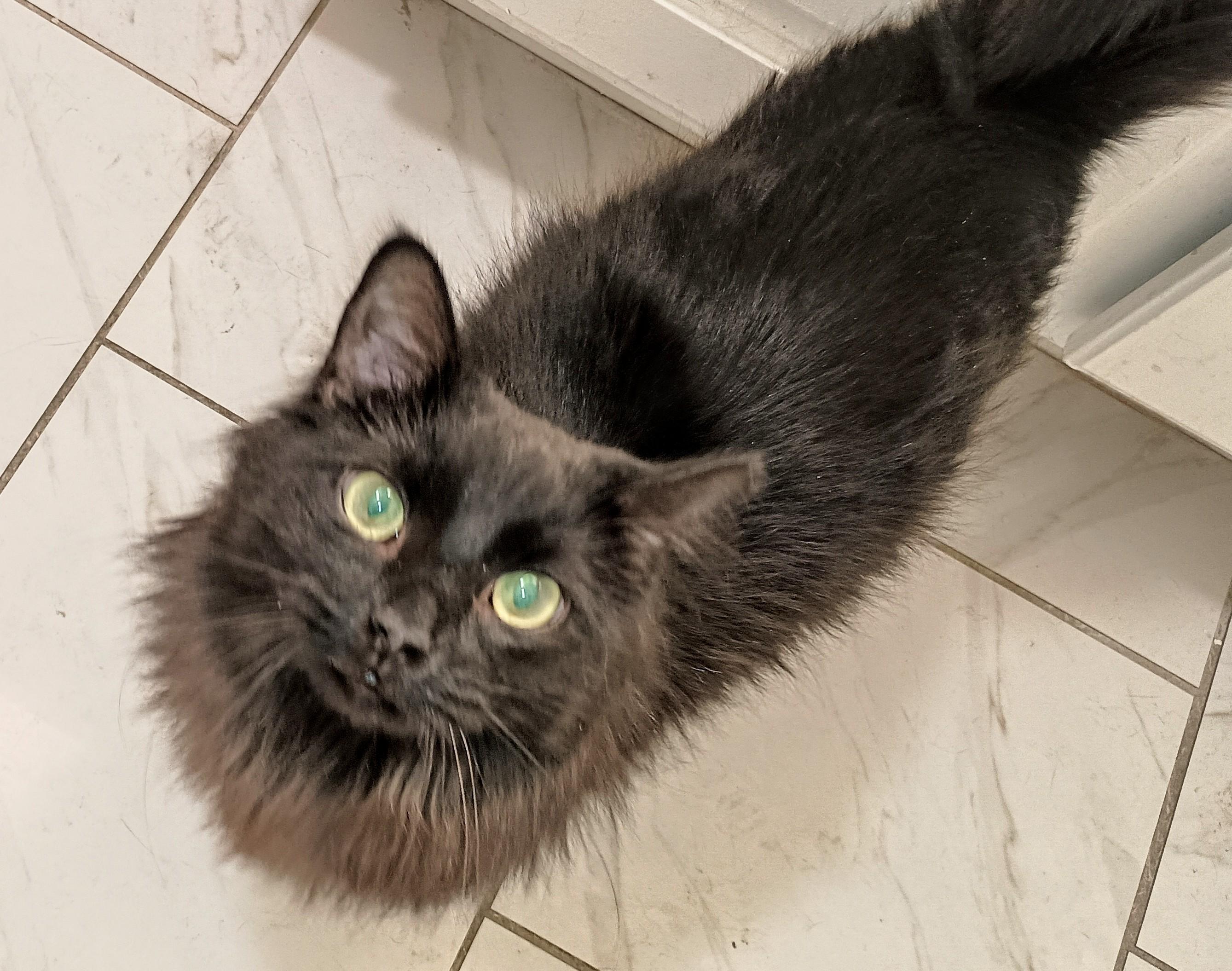Enlarge GUY, a Adoptable Domestic Long Hair in Ridgeland, MS image 1/4