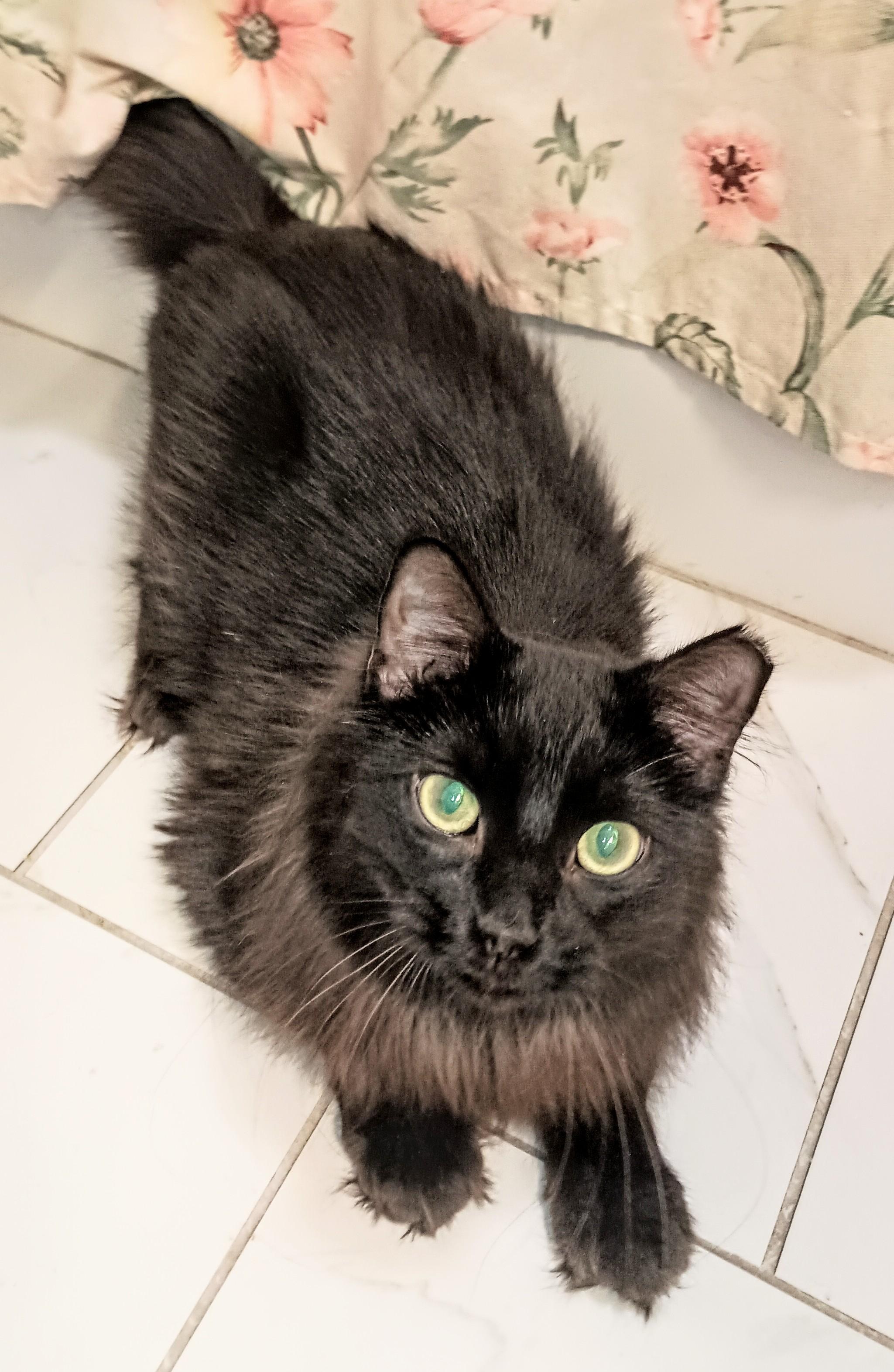 Enlarge GUY, a Adoptable Domestic Long Hair in Ridgeland, MS image 2/4