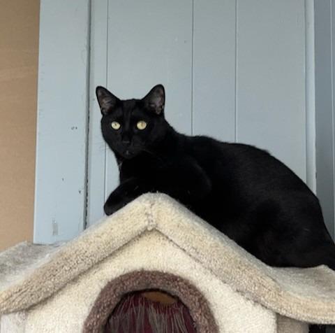 Thud, Adoptable, Adult Male Domestic Short Hair.
