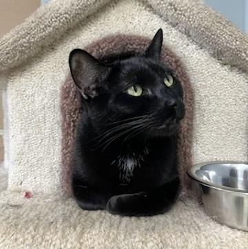 Enlarge Thud, a Adoptable mixed breed in Aberdeen, WA image 2/5