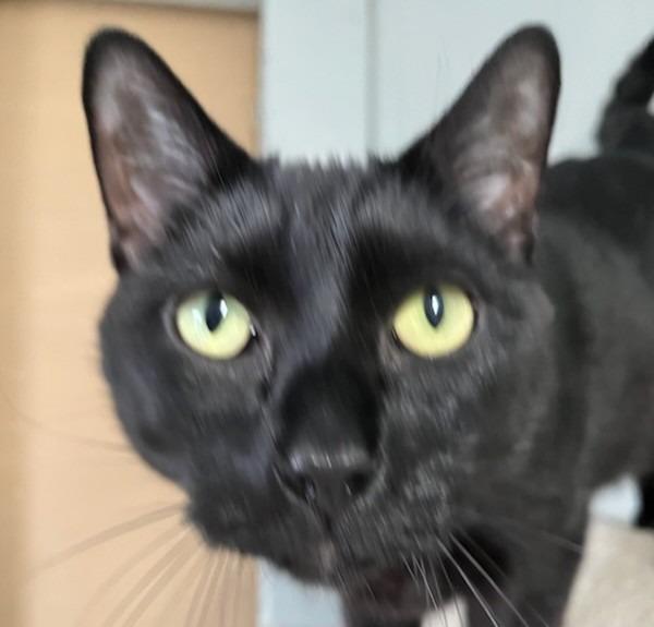 Enlarge Thud, a Adoptable mixed breed in Aberdeen, WA image 3/5