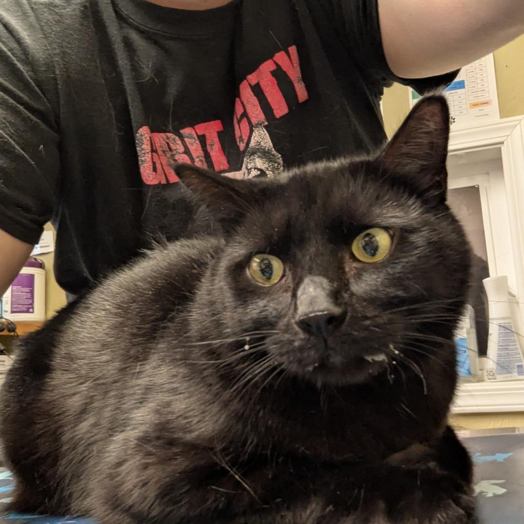 Thud, Adoptable, Adult Male Domestic Short Hair.