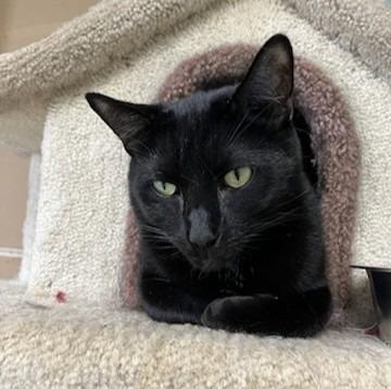 Enlarge Thud, a Adoptable mixed breed in Aberdeen, WA image 5/5