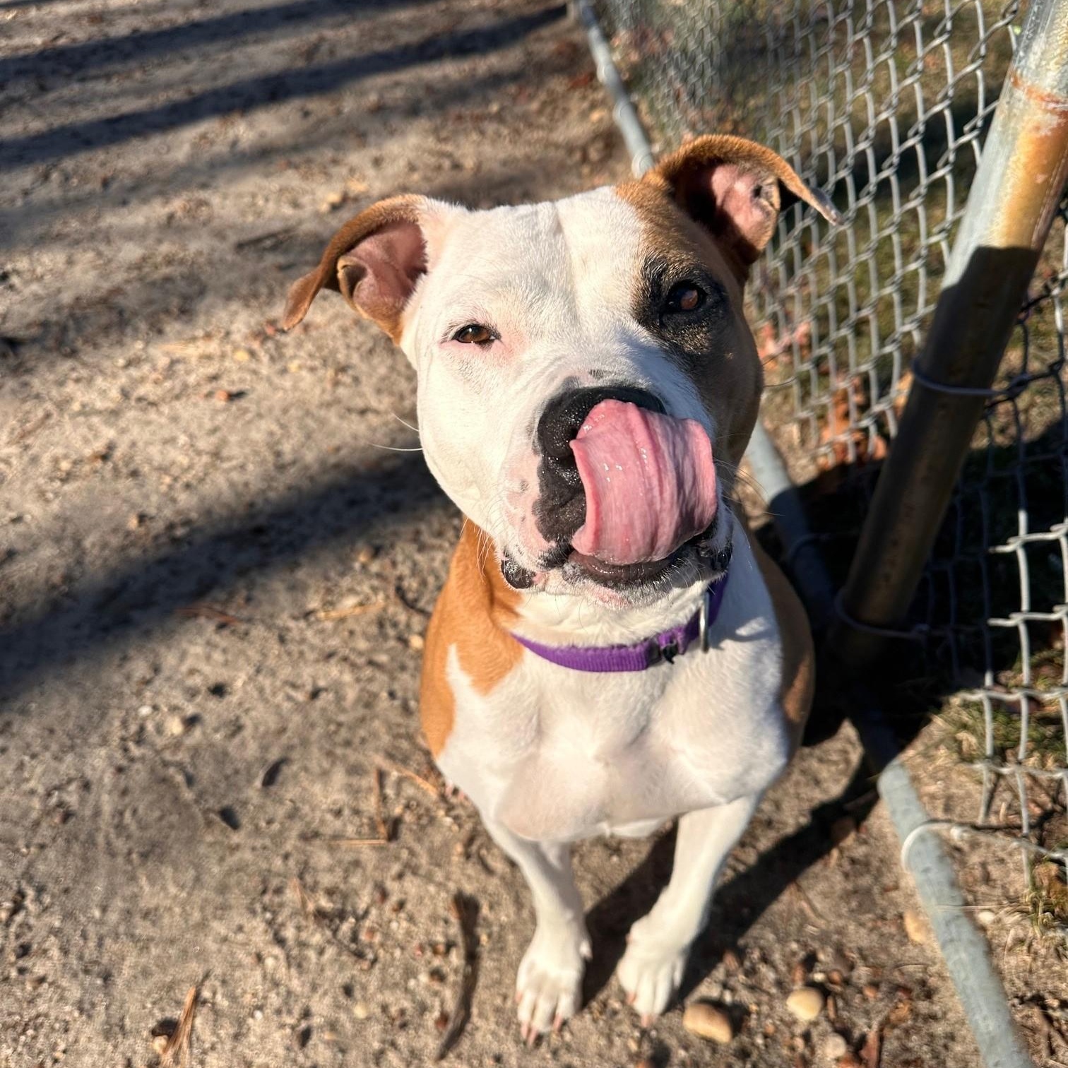 Hazel, a Adoptable Mixed Breed in Brookhaven, NY image 2/5