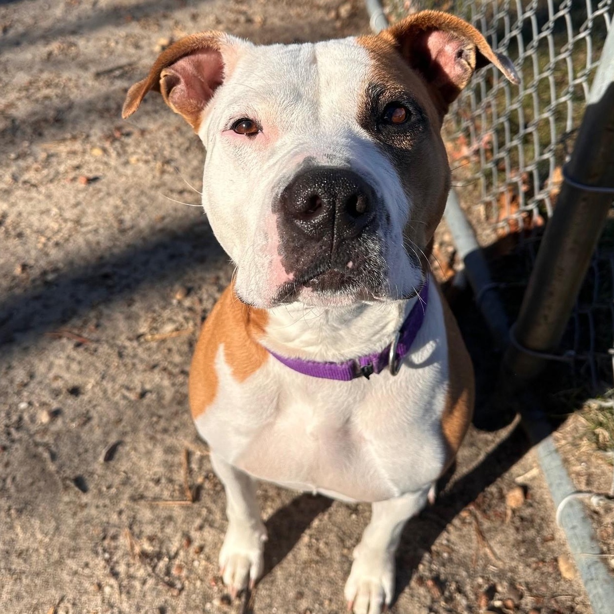 Hazel, a Adoptable Mixed Breed in Brookhaven, NY image 3/5