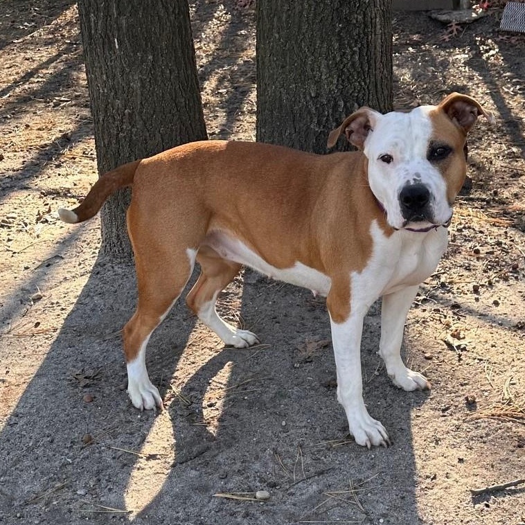 Hazel, a Adoptable Mixed Breed in Brookhaven, NY image 5/5