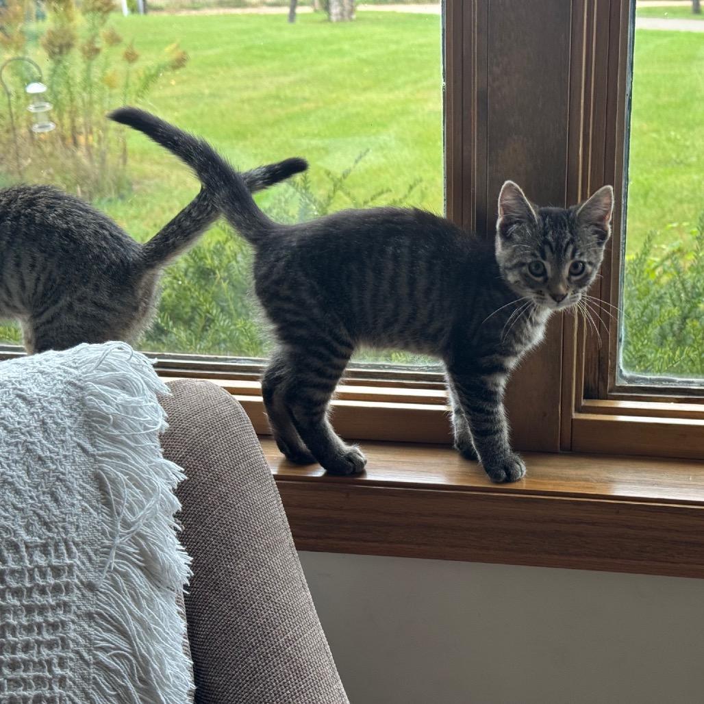Enlarge Sphinx, a Adoptable Domestic Short Hair in Prior Lake, MN image 2/2