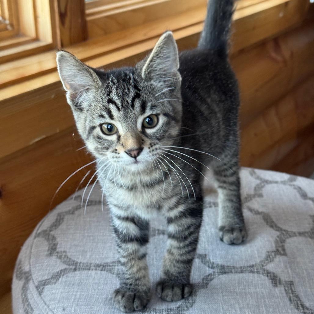 Sphinx, Adoptable, Kitten Male Domestic Short Hair.