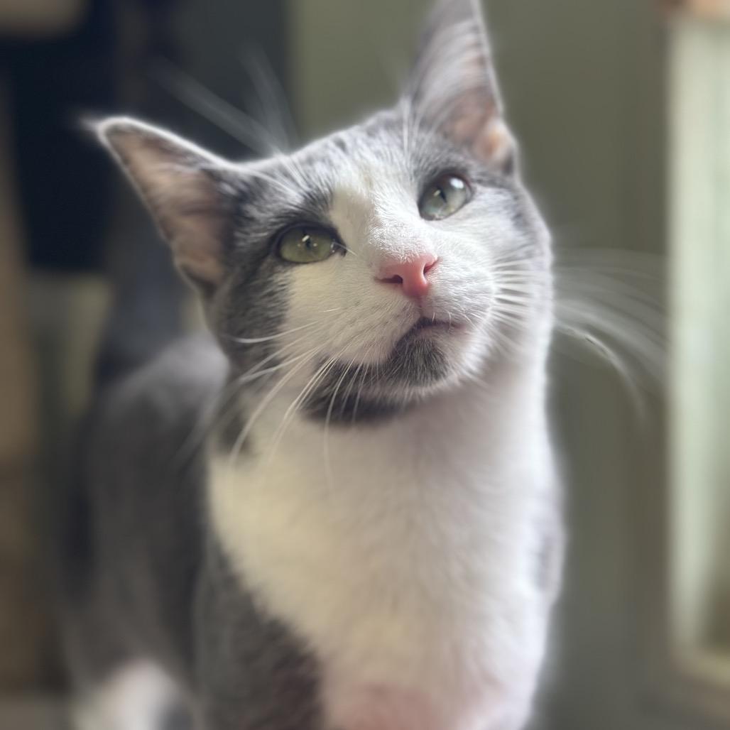 Donovan, Adoptable, Young Male Domestic Medium Hair.