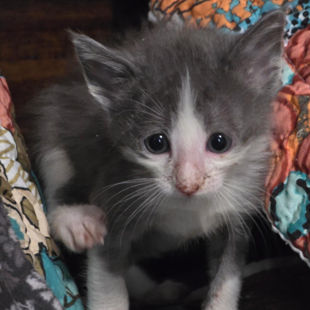 Enlarge Donovan, a Adoptable Domestic Medium Hair in Clarksville, AR image 3/6