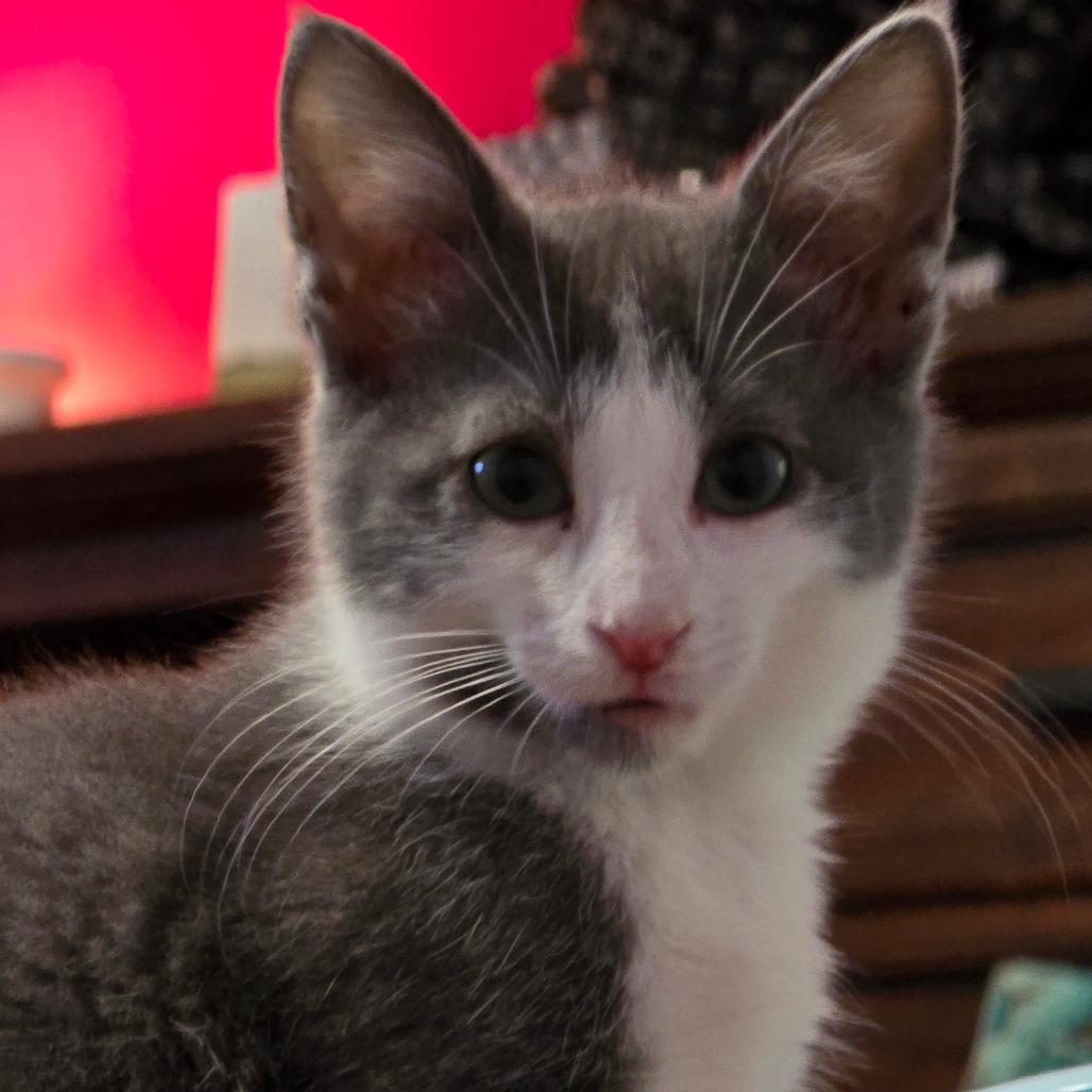 Enlarge Donovan, a Adoptable Domestic Medium Hair in Clarksville, AR image 4/6