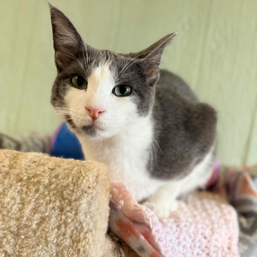 Enlarge Donovan, a Adoptable Domestic Medium Hair in Clarksville, AR image 5/6