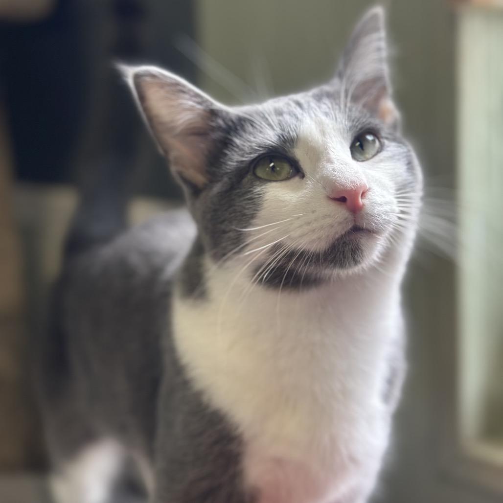 Enlarge Donovan, a Adoptable Domestic Medium Hair in Clarksville, AR image 6/6