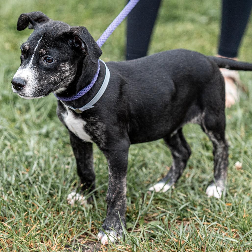 Criss, Adoptable, Puppy Male Pit Bull Terrier & Mixed Breed.