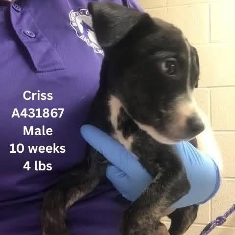 Enlarge Criss, a Adoptable mixed breed in Tomah, WI image 2/3