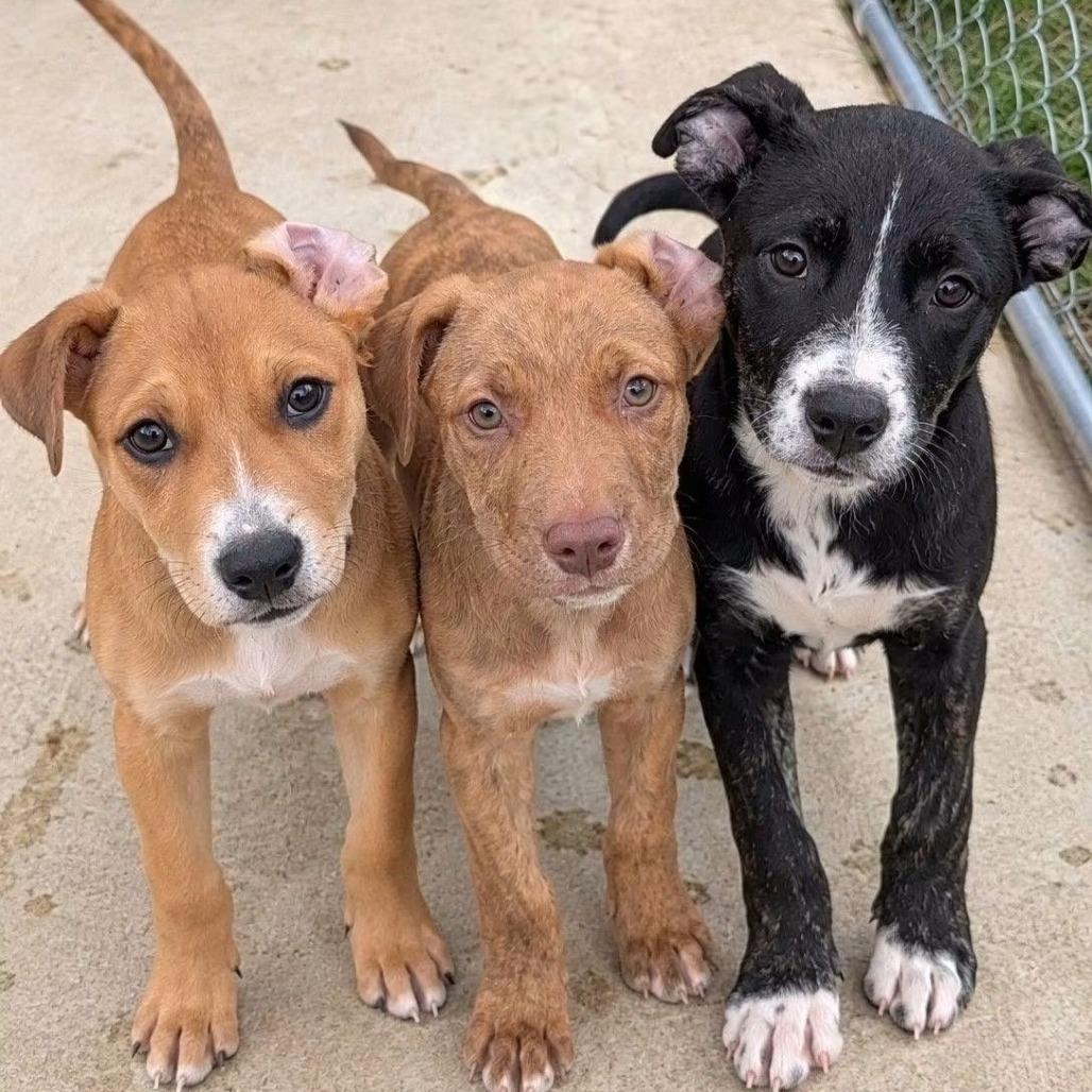 Enlarge Criss, a Adoptable mixed breed in Tomah, WI image 3/3