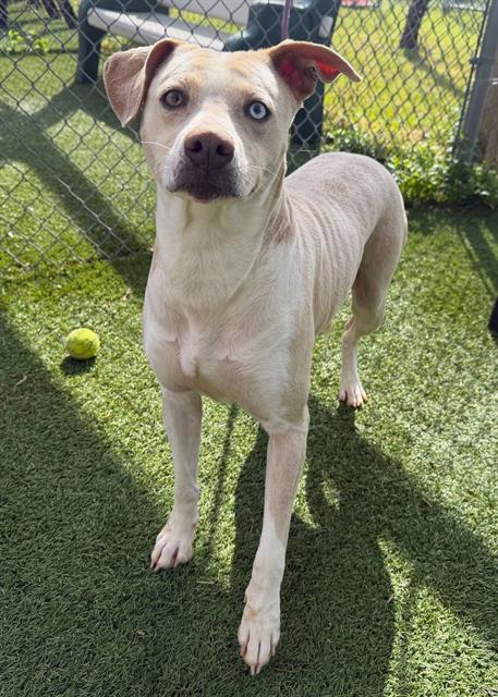 AQUA, Adoptable, Adult Female Mixed Breed.
