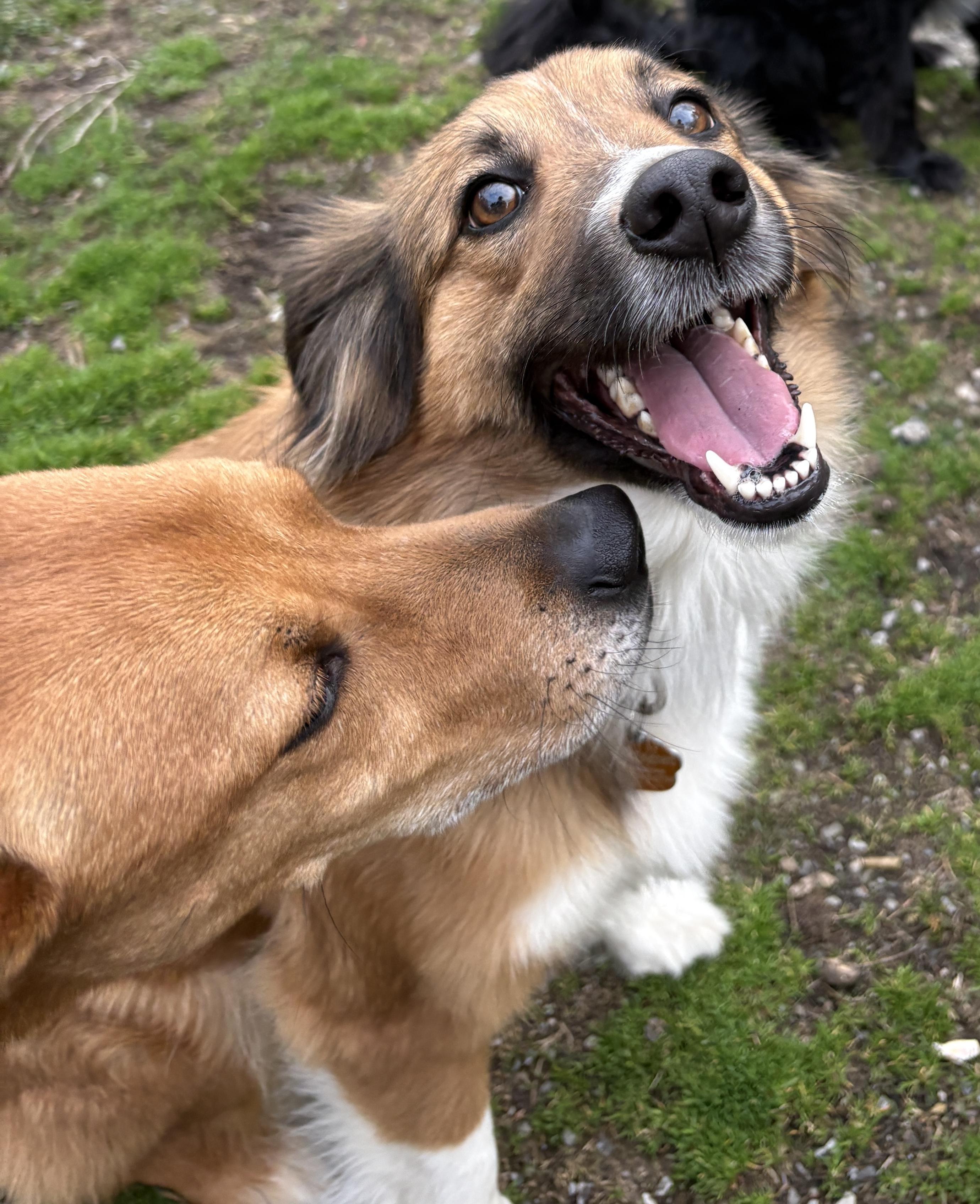 Trixie, an adoptable English Shepherd in Latham, NY image 4/5