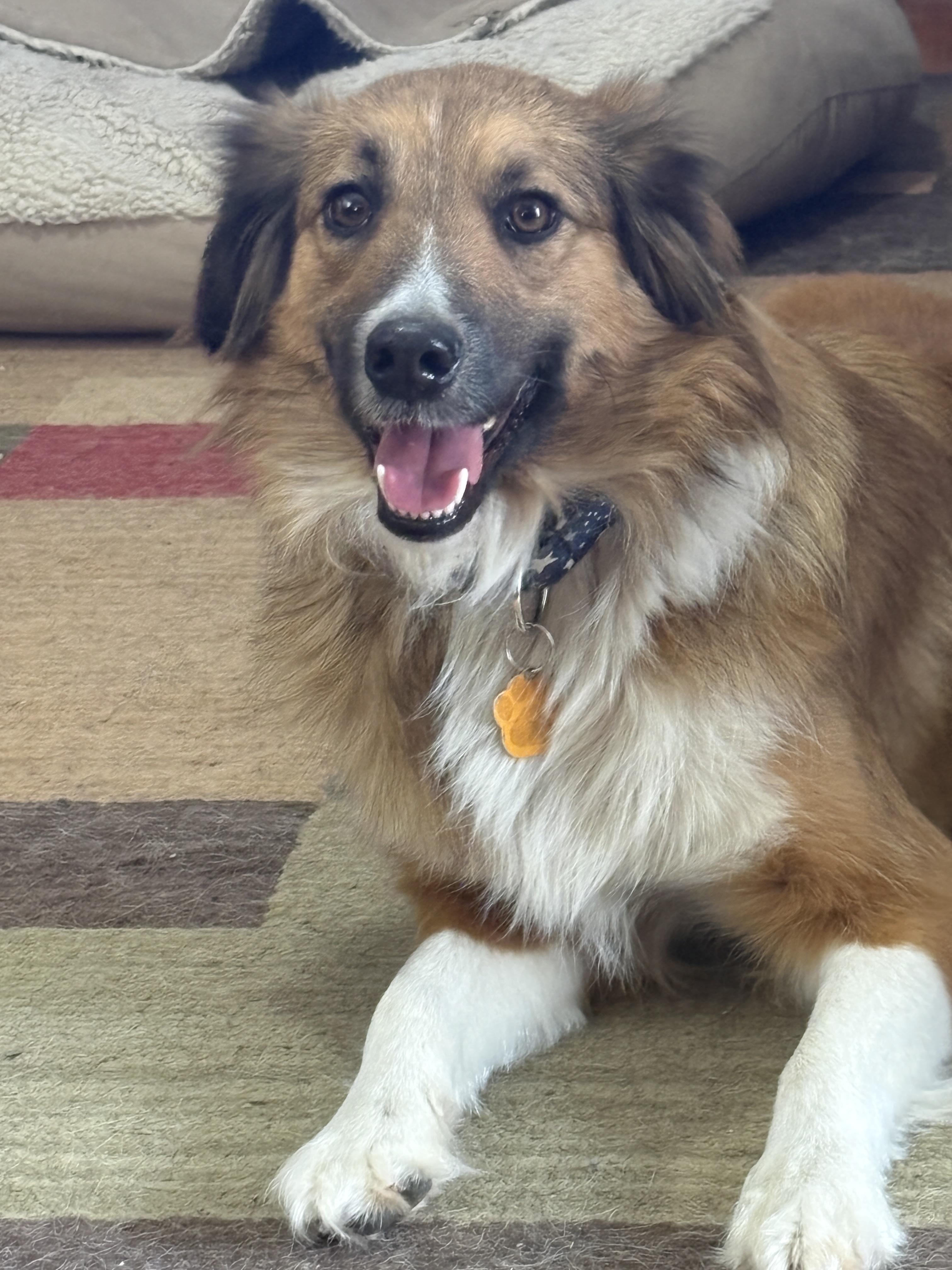 Trixie, an adoptable English Shepherd in Latham, NY image 1/5