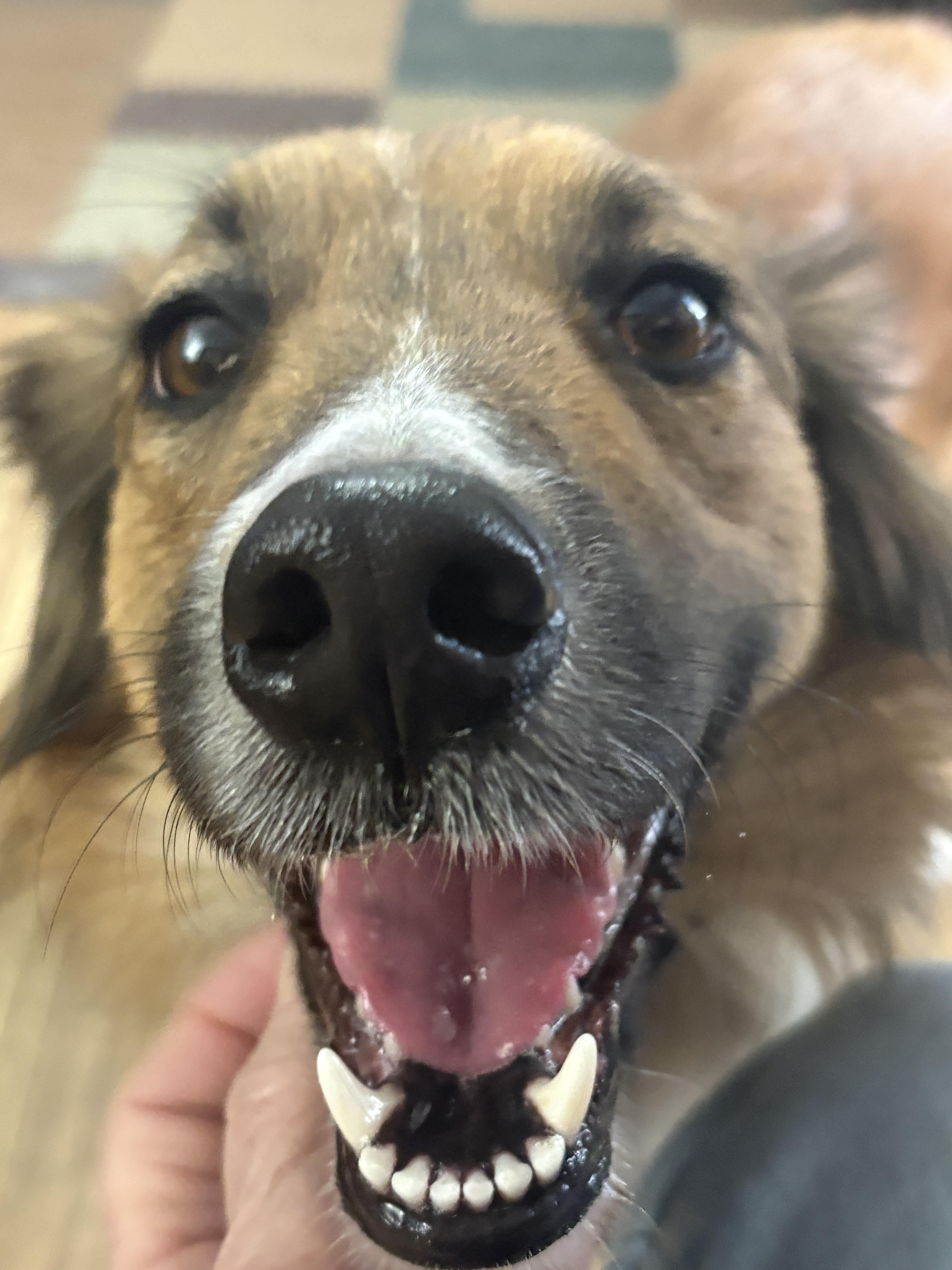 Trixie, an adoptable English Shepherd in Latham, NY image 3/5