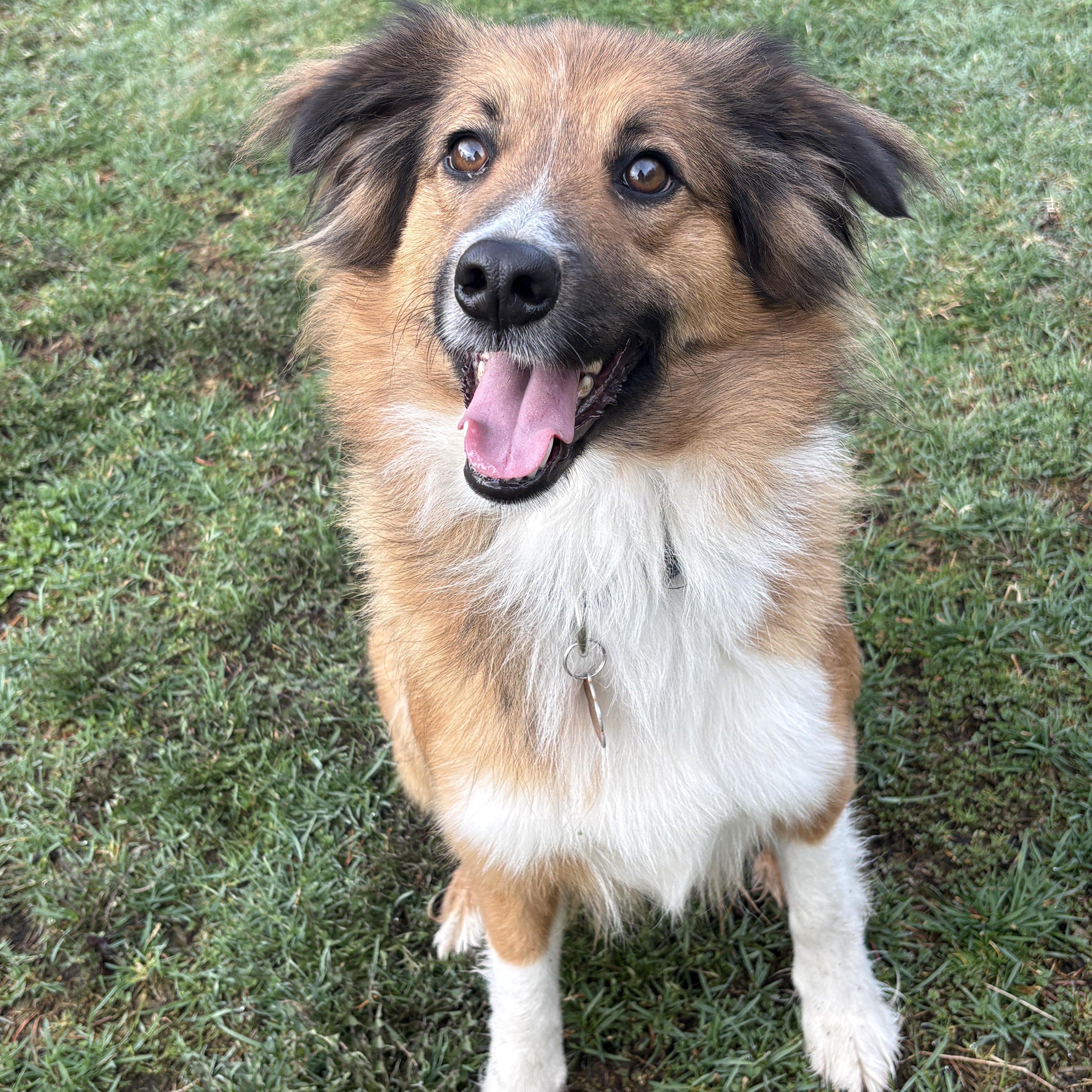 Trixie, an adoptable English Shepherd in Latham, NY image 5/5