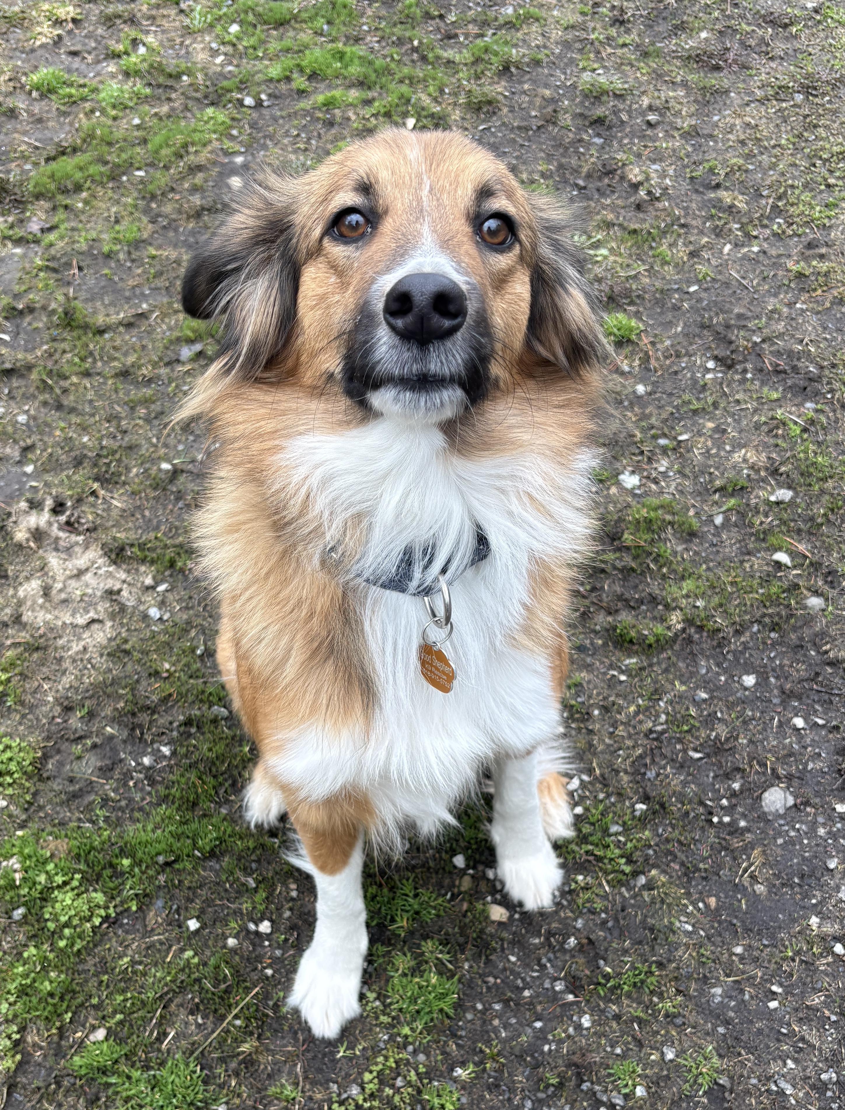 Trixie, an adoptable English Shepherd in Latham, NY image 2/5