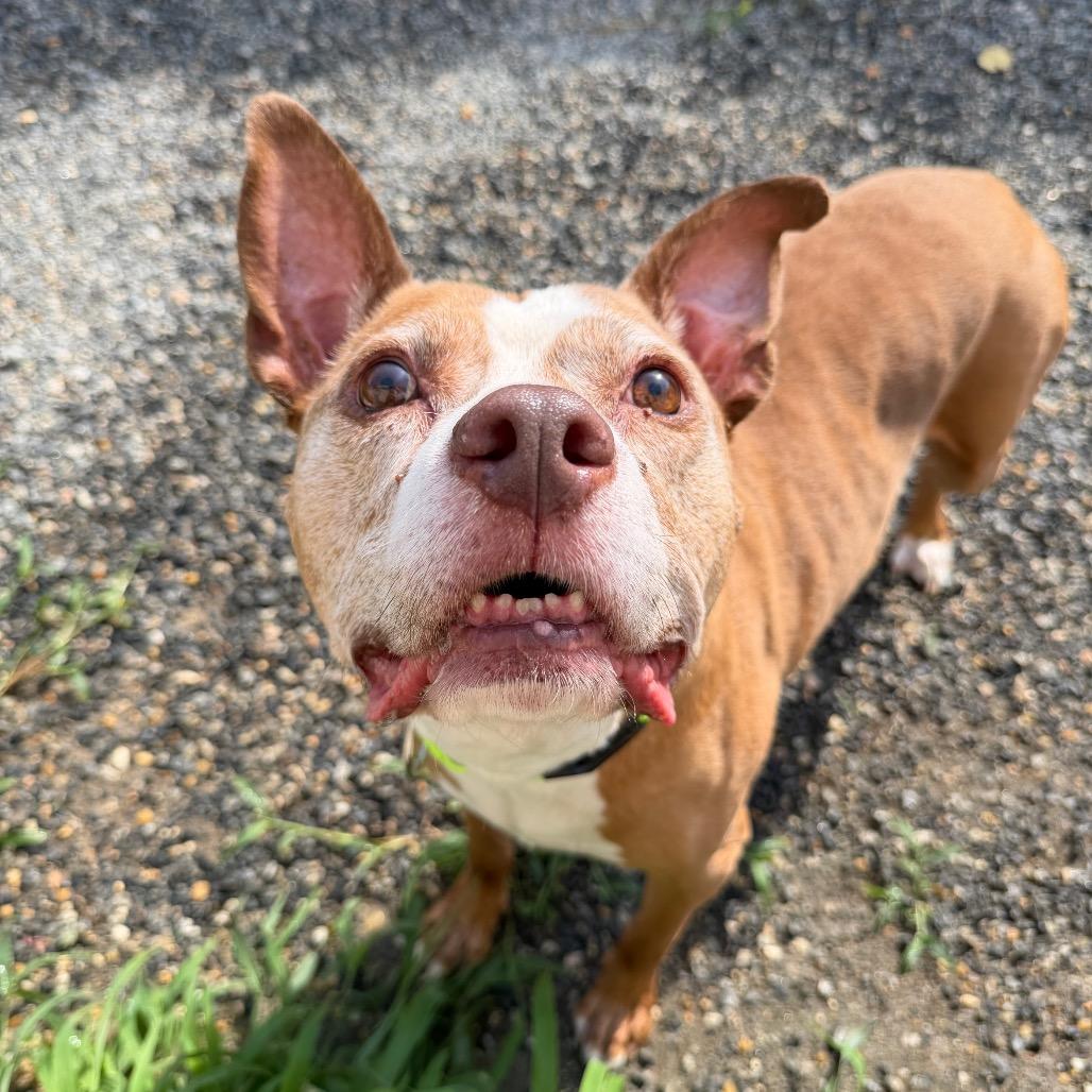 Bubba, Adoptable, Senior Male Mixed Breed.