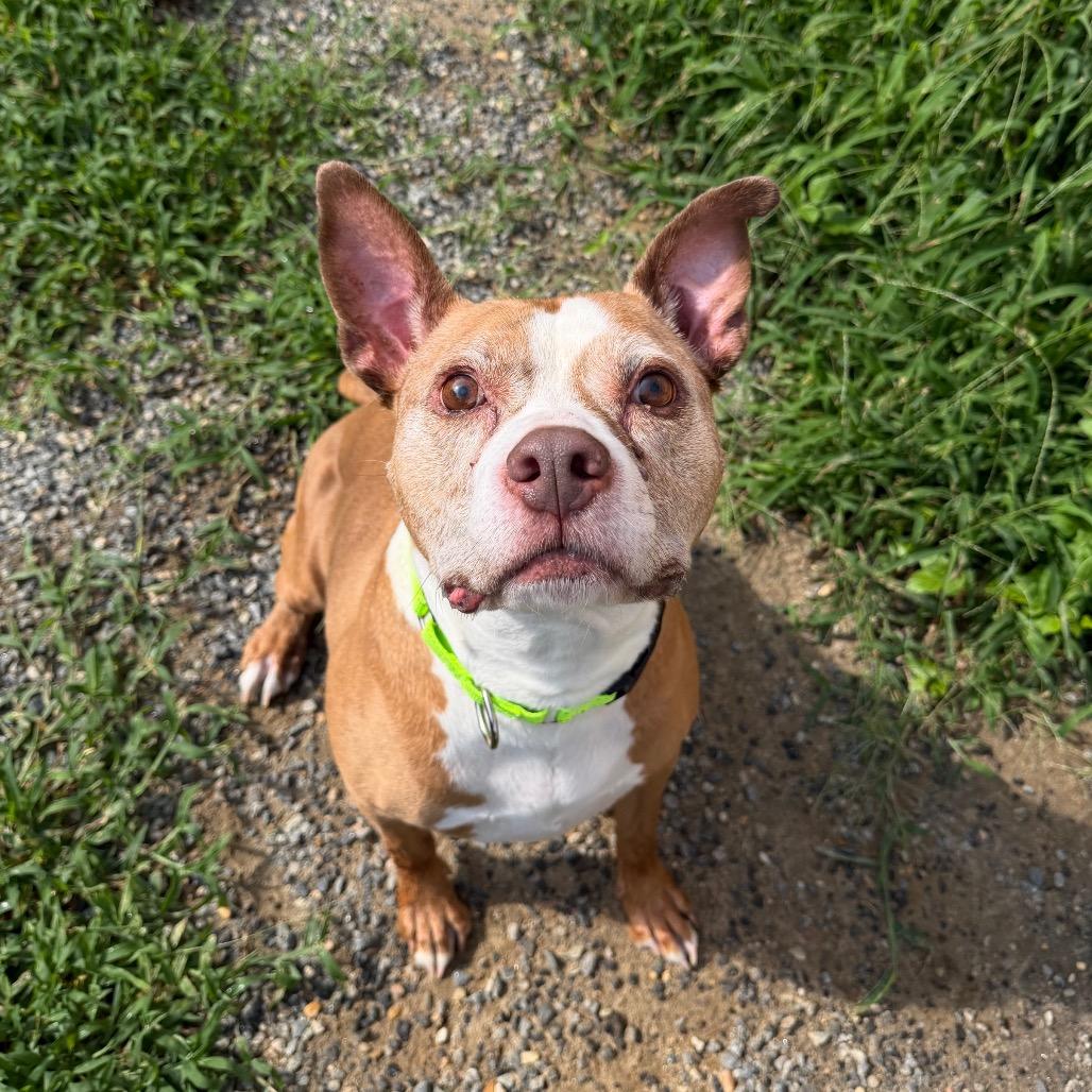 Enlarge Bubba, a Adoptable Mixed Breed in Fredericksburg, VA image 2/6