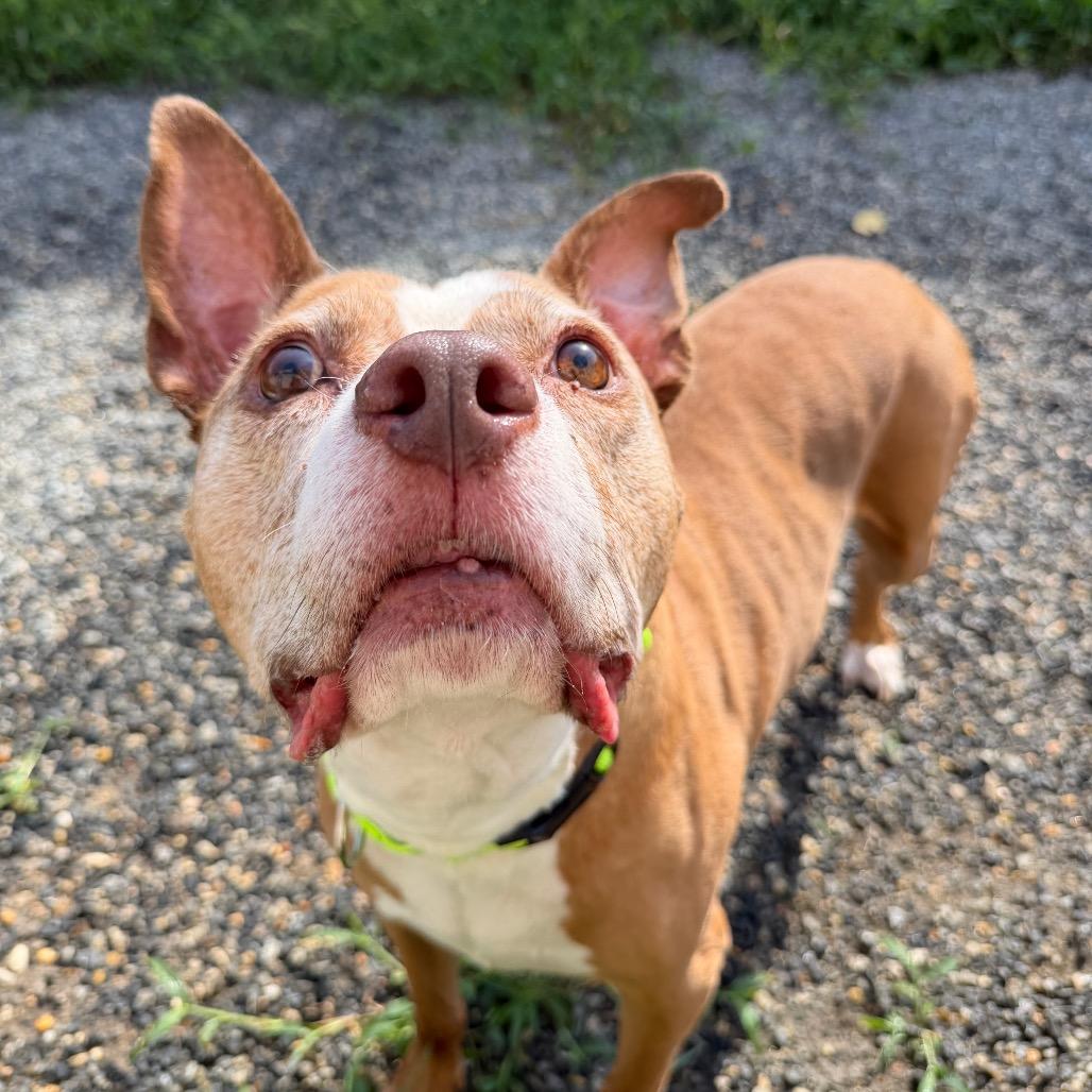 Enlarge Bubba, a Adoptable Mixed Breed in Fredericksburg, VA image 4/6