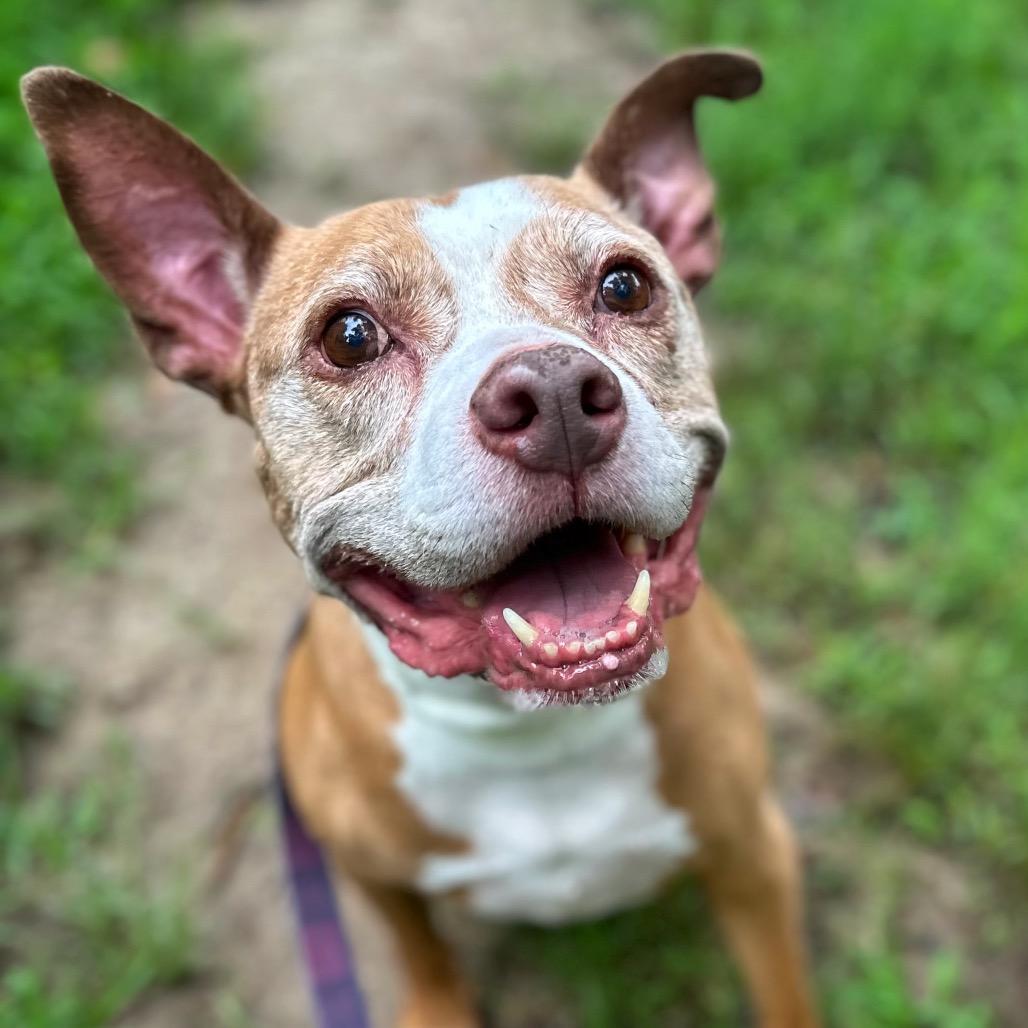 Enlarge Bubba, a Adoptable Mixed Breed in Fredericksburg, VA image 5/6