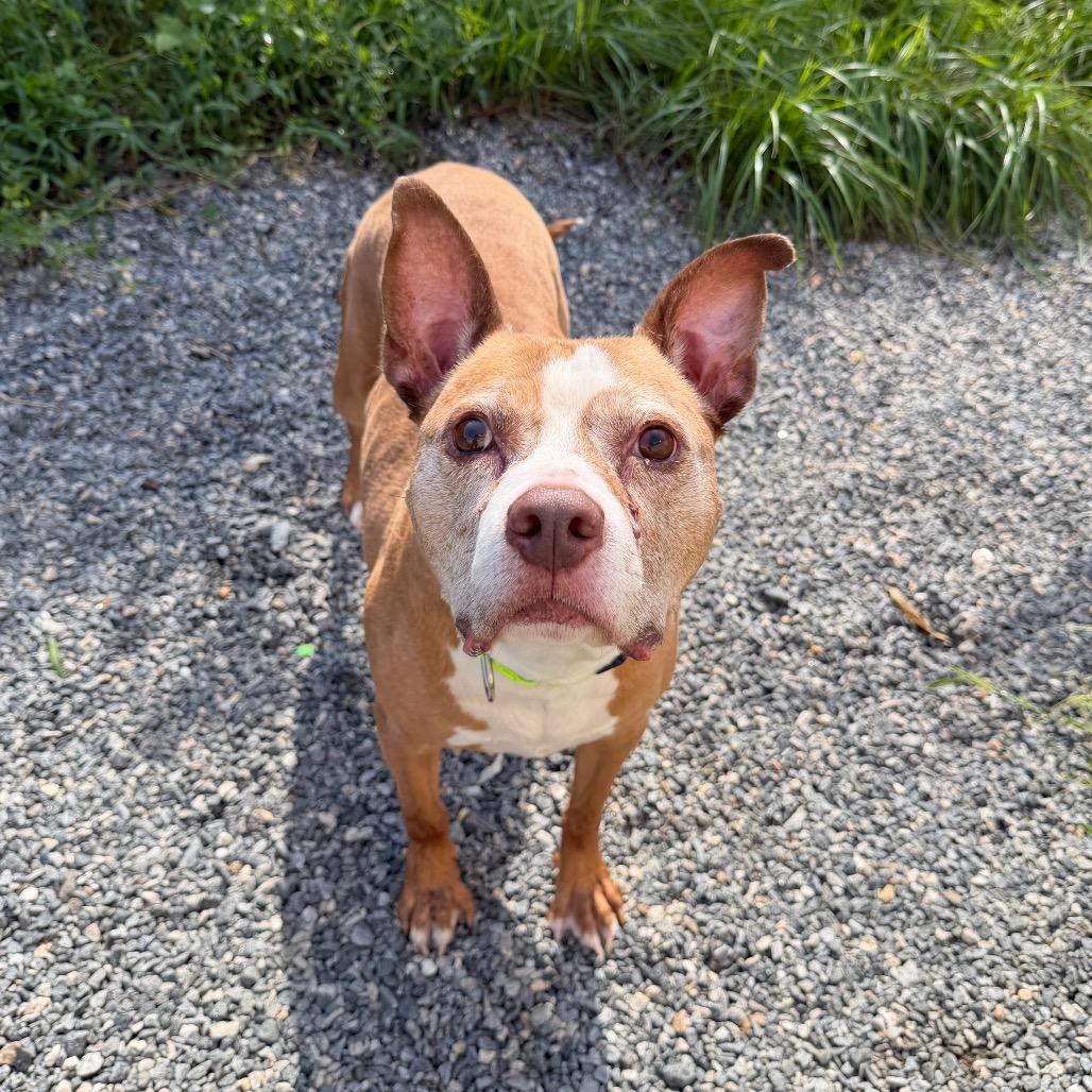 Enlarge Bubba, a Adoptable Mixed Breed in Fredericksburg, VA image 6/6