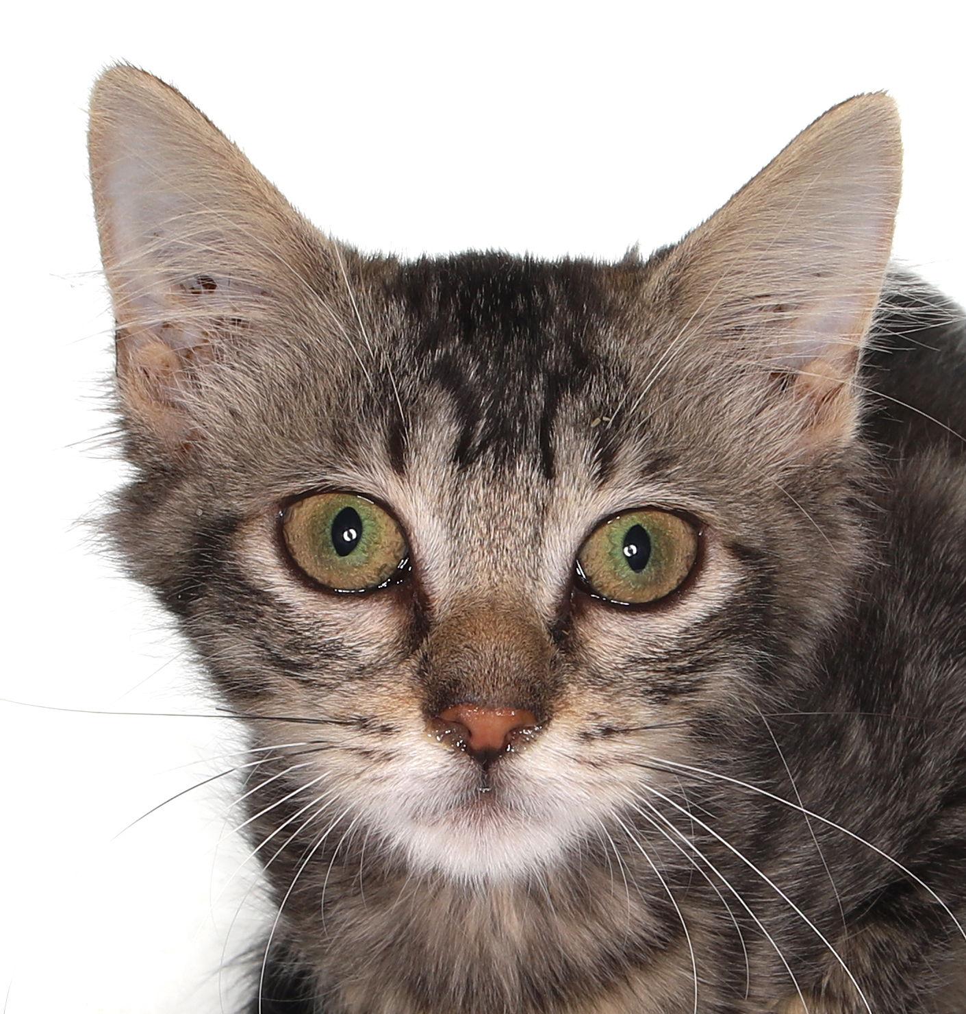 Sandra - center, a Adoptable American Shorthair in Oakland Park, FL image 1/3