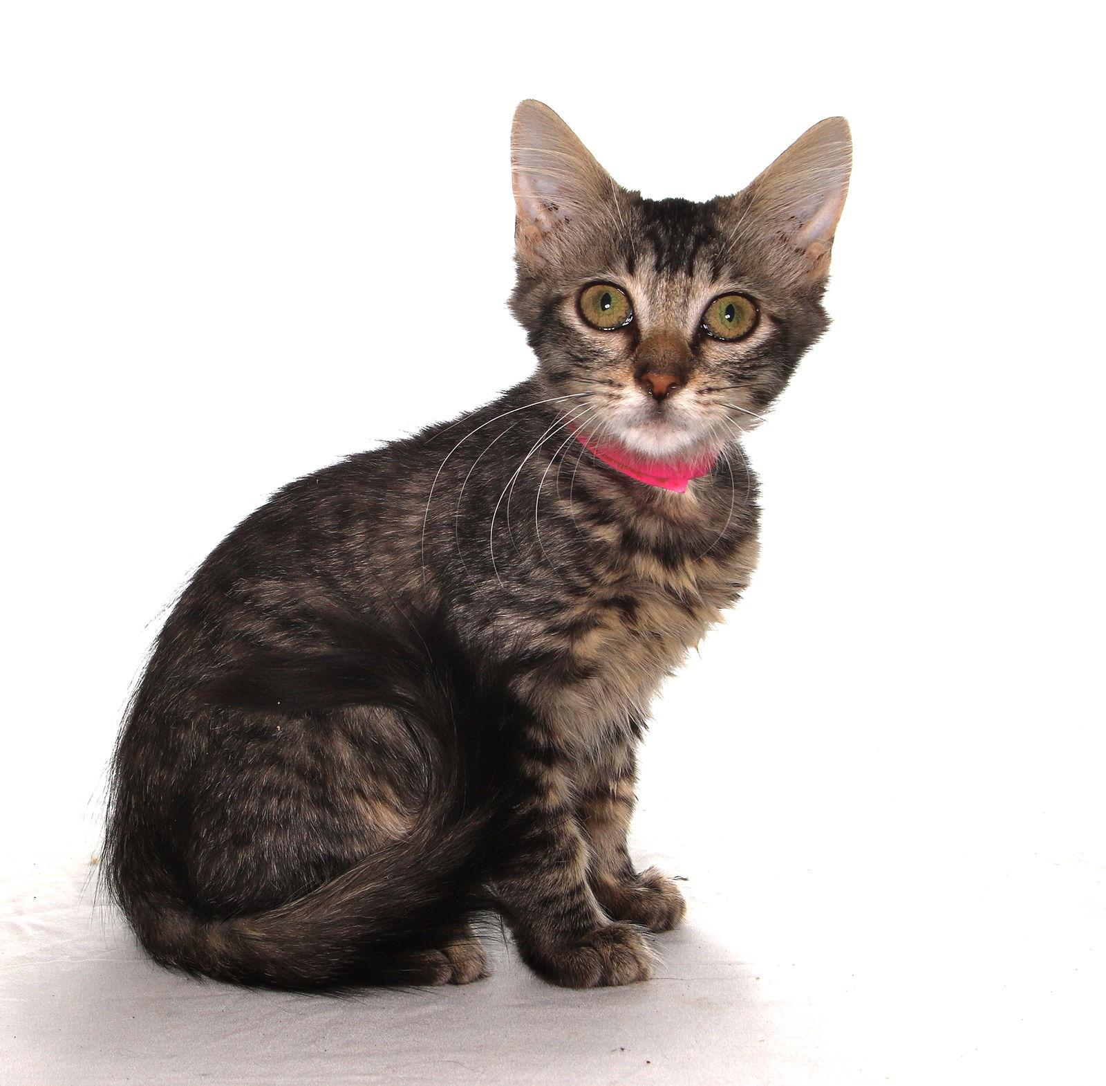 Sandra - center, a Adoptable American Shorthair in Oakland Park, FL image 2/3