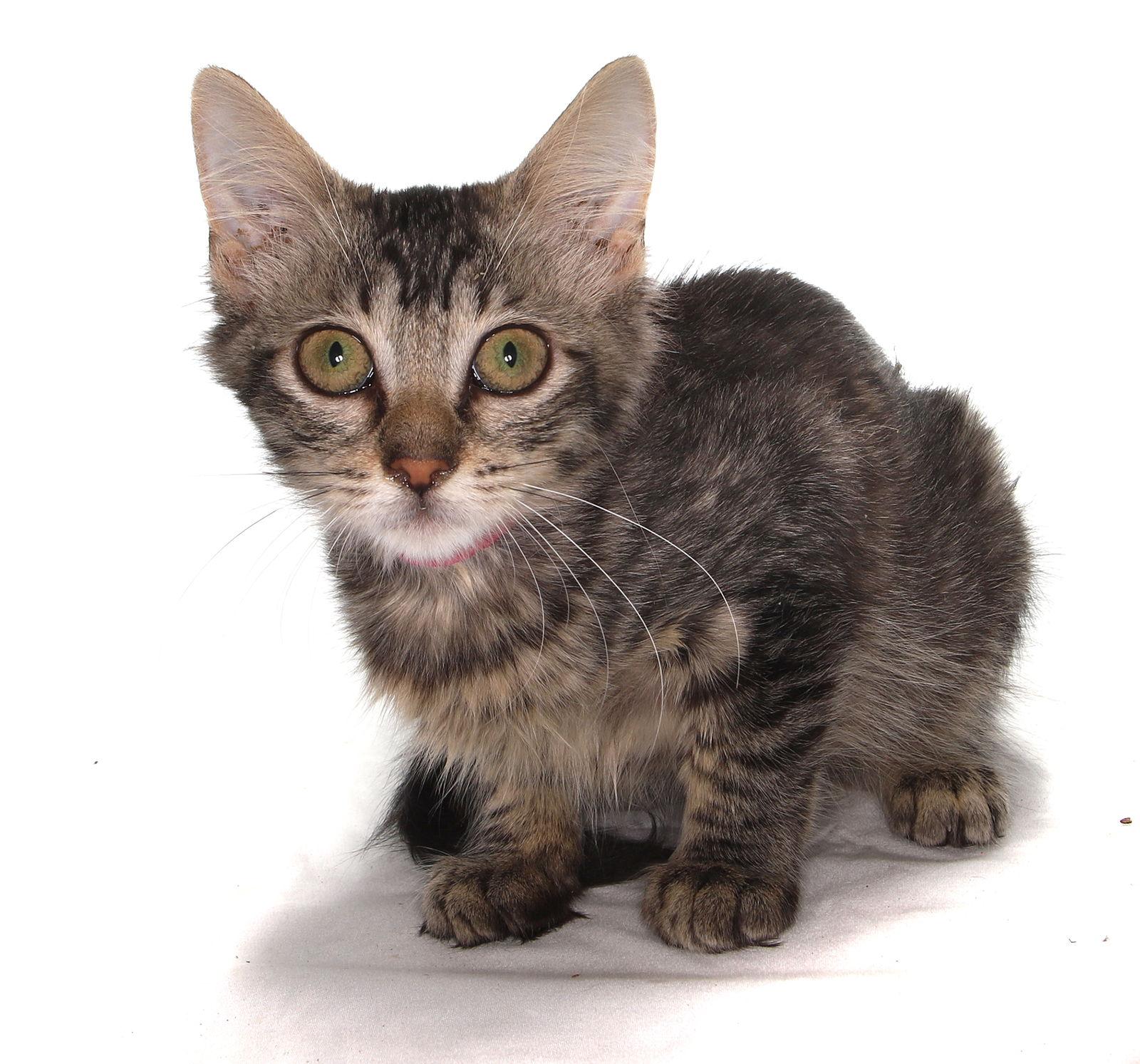 Sandra - center, Adoptable, Kitten Female American Shorthair.