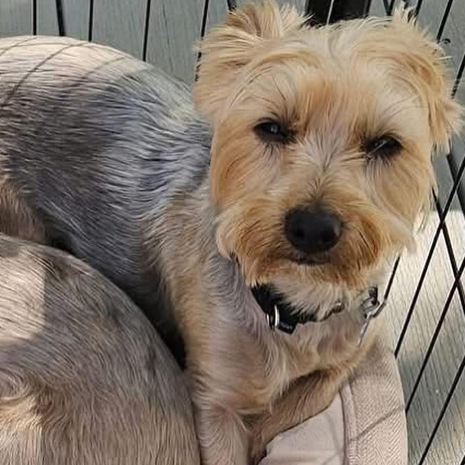 Bentley, Senior Male unknown