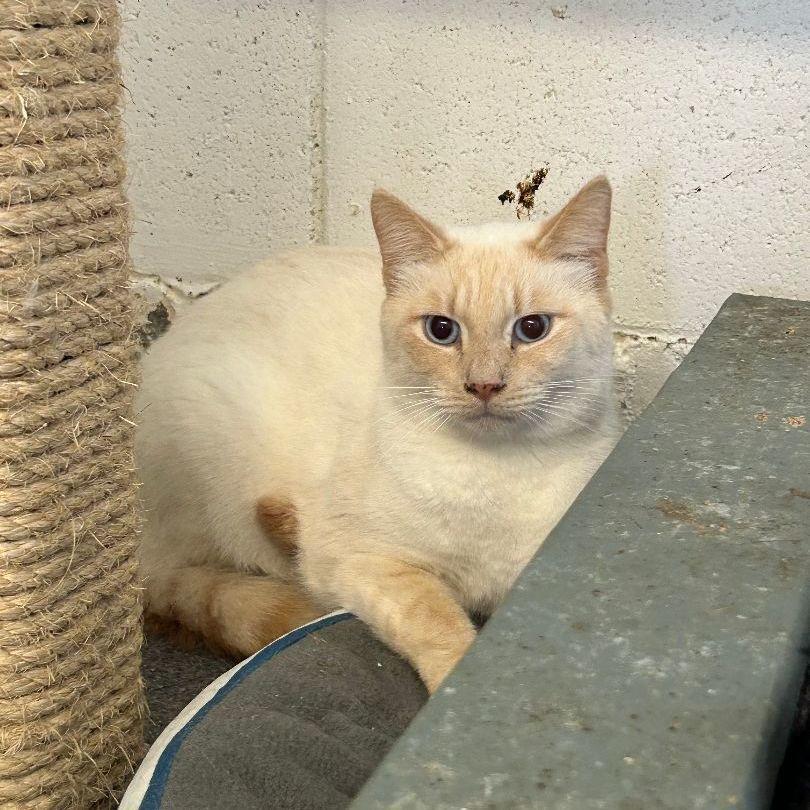 Enlarge Jack, a Adoptable Siamese in Ontario, CA image 1/3