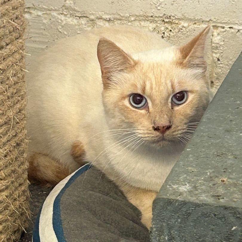 Enlarge Jack, a Adoptable Siamese in Ontario, CA image 2/3