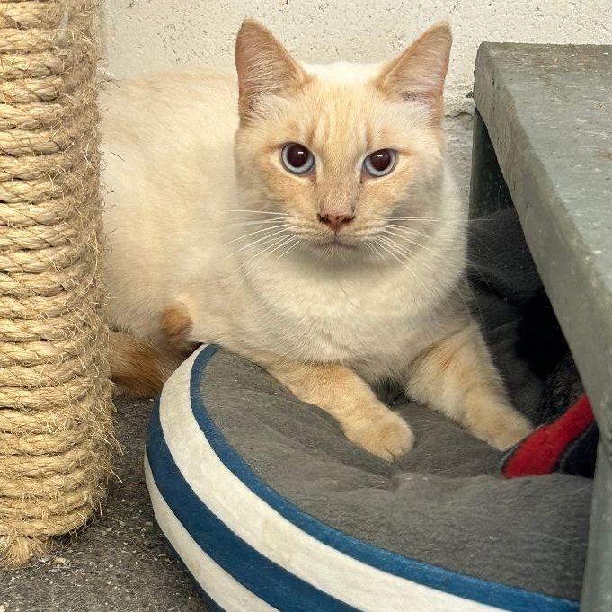 Enlarge Jack, a Adoptable Siamese in Ontario, CA image 3/3