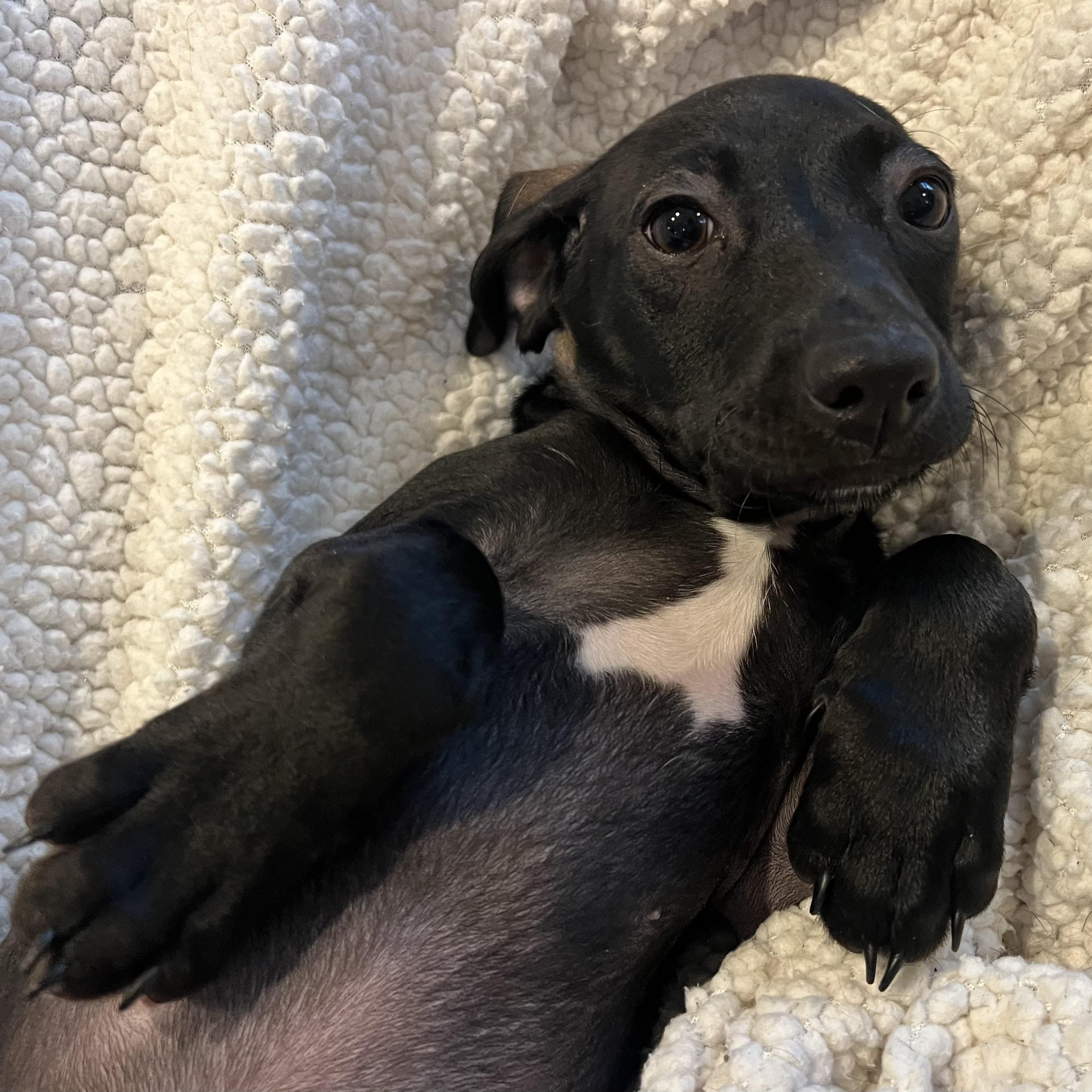 Enlarge Jag, a ADOPTABLE mixed breed in Moosup, CT image 3/6