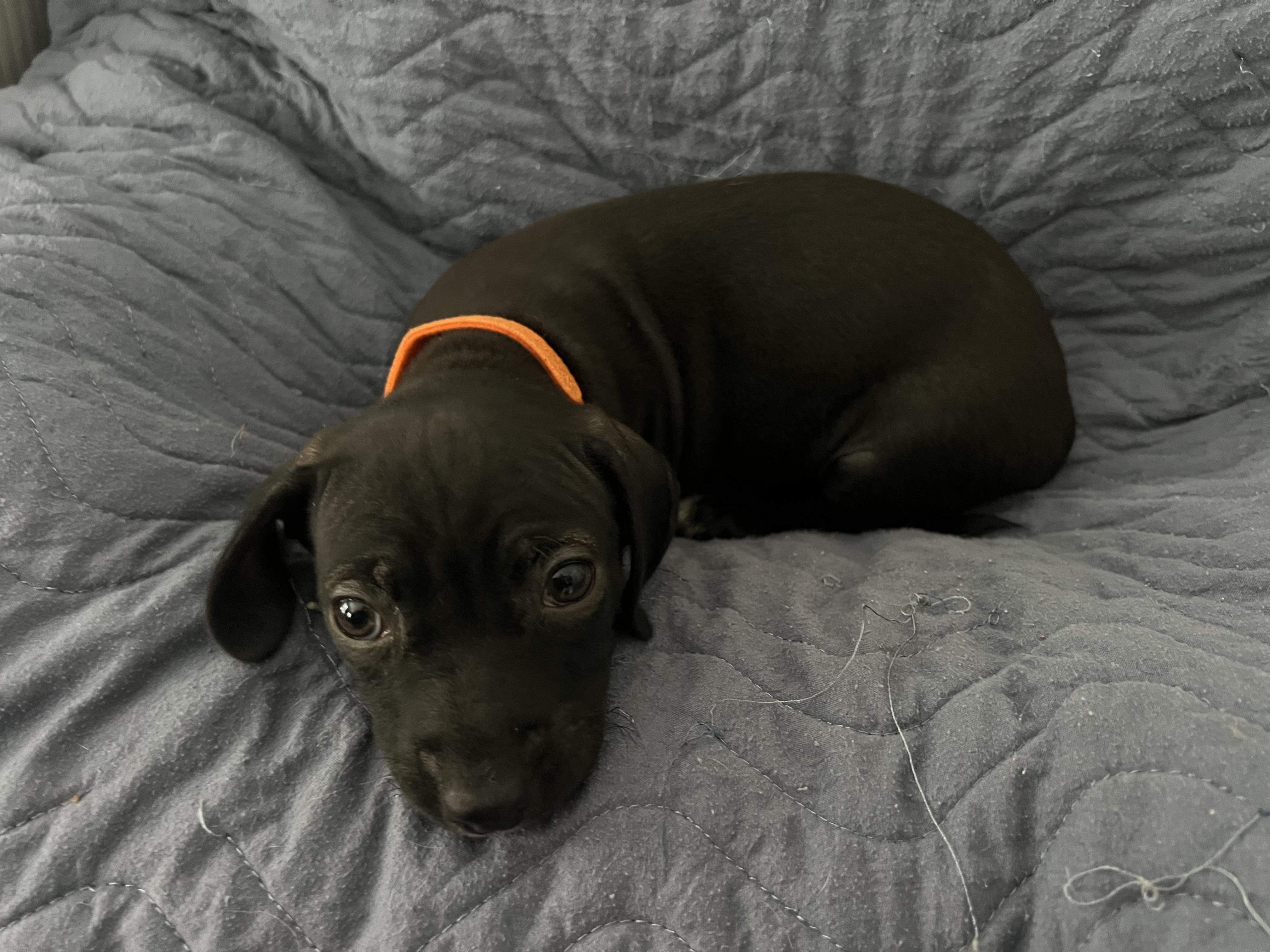 Enlarge Jag, a ADOPTABLE mixed breed in Moosup, CT image 6/6