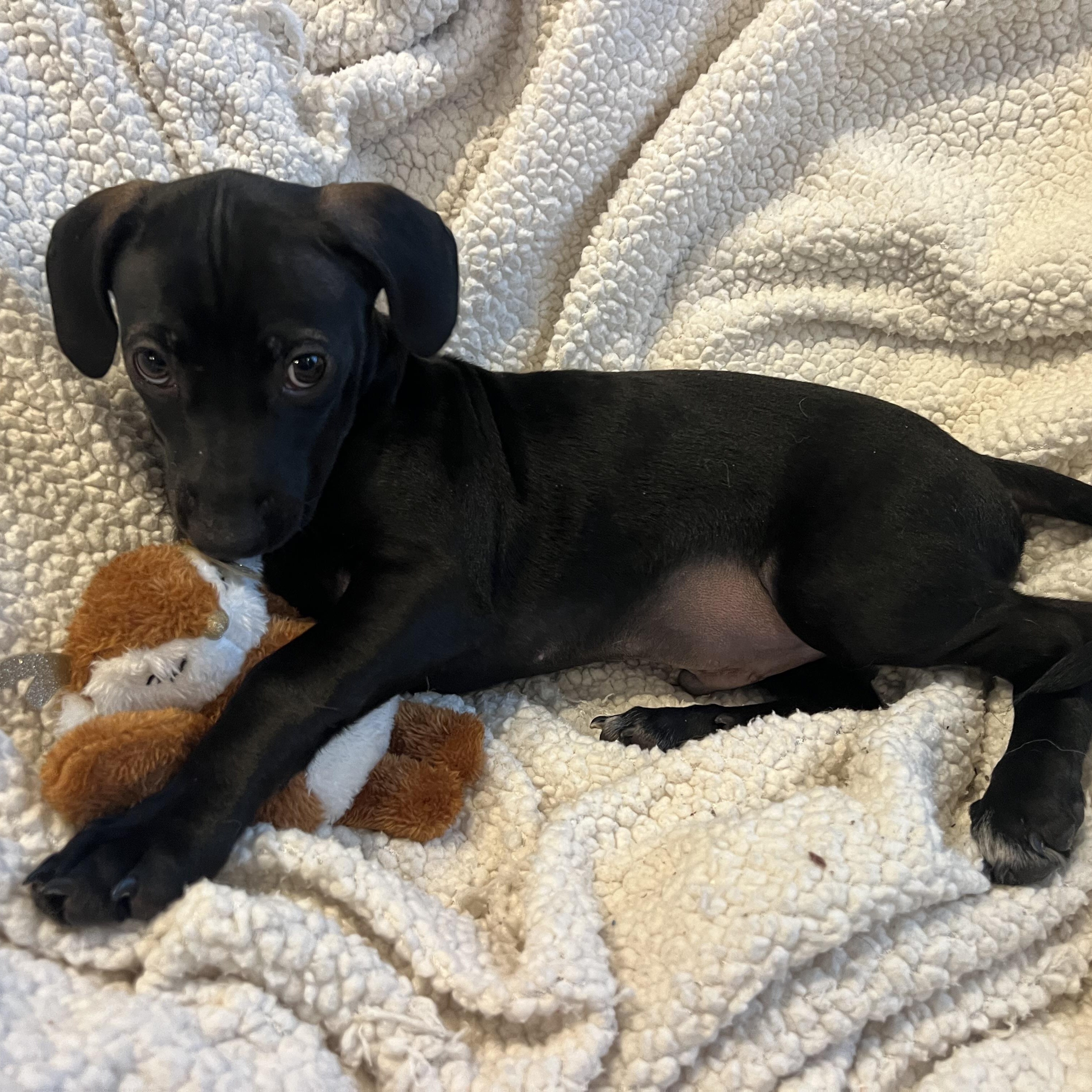 Enlarge Jag, a ADOPTABLE mixed breed in Moosup, CT image 2/6